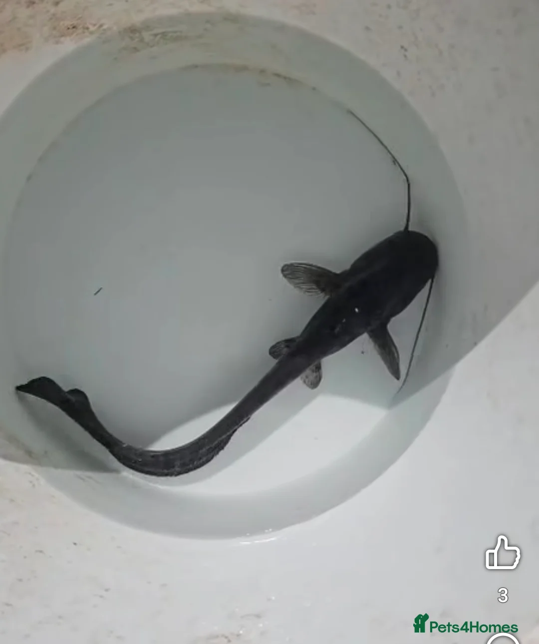 Catfish fish for sale: Wels catfish - Advert 1