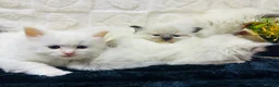 Ragdoll cats for sale:  Exceptional GCCF Registered Ragdoll Kittens   - Advert 31