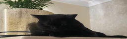 British Shorthair cats for stud: NOAH – BLACK ONYX | BRITISH SHORTHAIR STUD - Advert 5