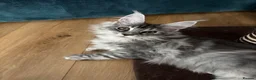 Maine Coon cats for sale: Norma no mates. TICA Registered Maine Coon Kittens - Advert 7