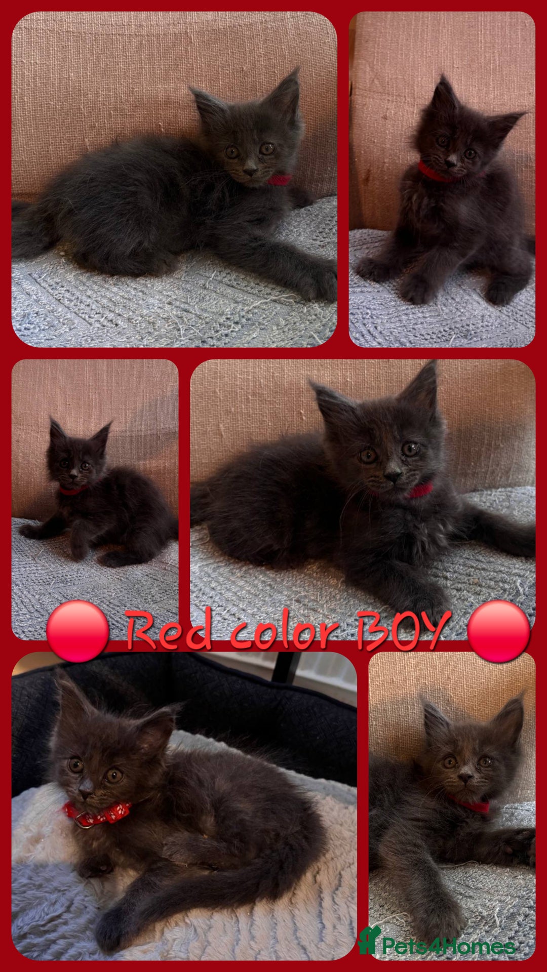 Maine Coon cats for sale: Upcoming Pedigree MaineCoonLitterReservations Open - Advert 16