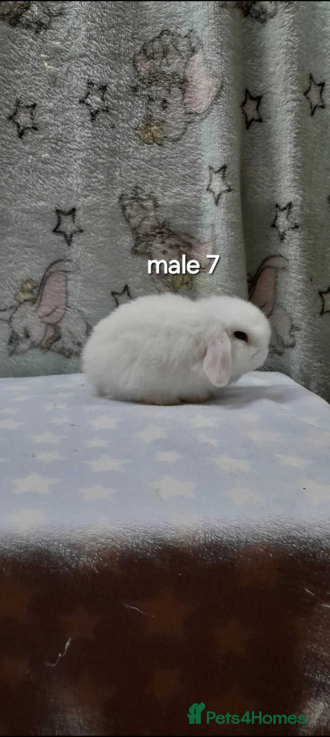 Mini Lop rabbits for sale: Gorgeous purebred mini lops  - Advert 21