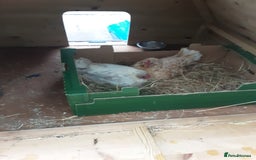 Chickens poultry for sale: Broody Serama hens for sale - Image 3