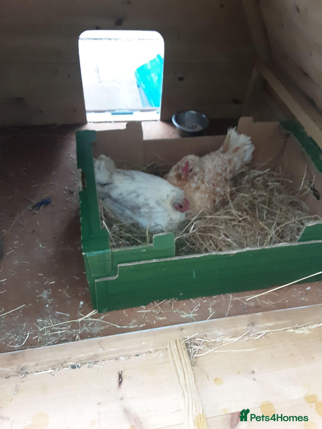 Chickens poultry for sale: Broody Serama hens for sale - Image 3