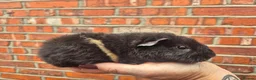 Guinea Pig rodents for sale: Various age piggies for sale - Advert 6