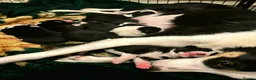Border Collie dogs for sale: Litter of 6 beautiful male border collie puppies. - Advert 3
