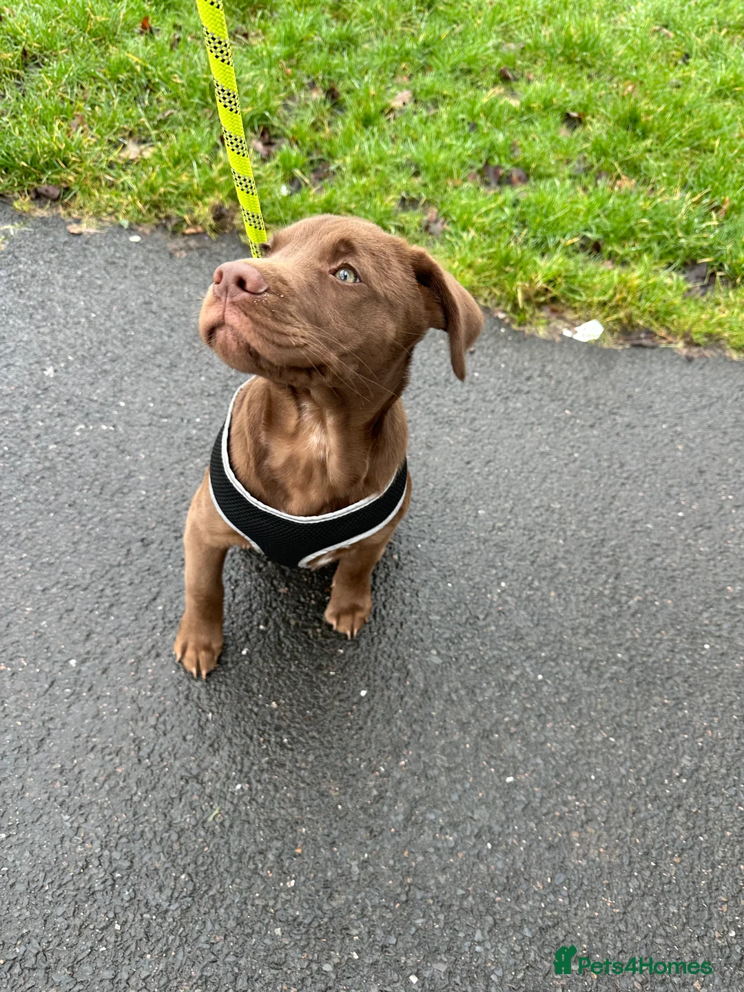 Mixed Breed dogs for sale: Chocolate staff puppy - Advert 4