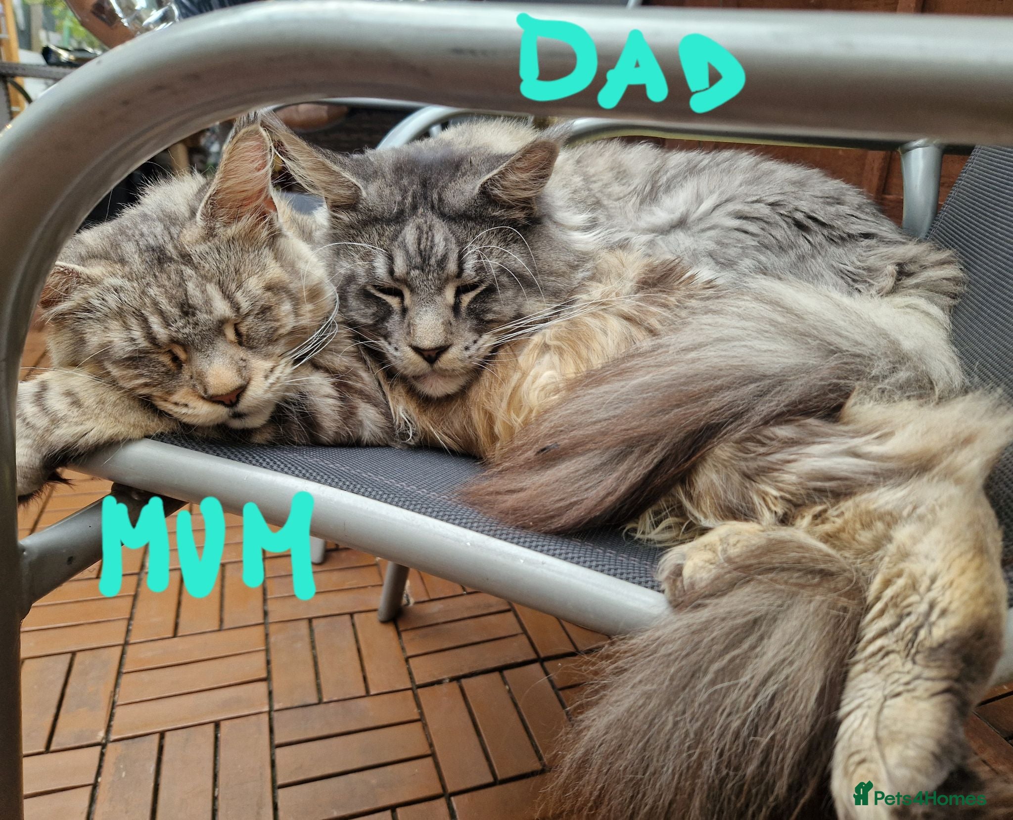 Maine Coon cats Mainecoon and mix maine coon - Advert 2