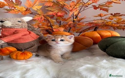 British Shorthair cats for sale: Blue Golden British Shorthair - Image 33