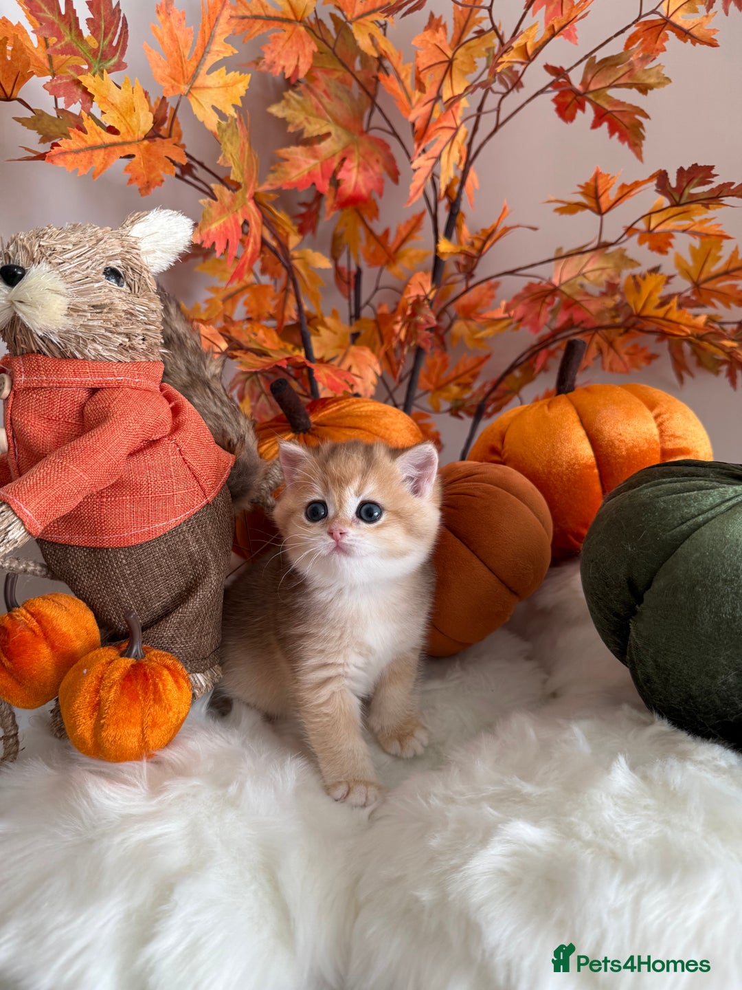 British Shorthair cats for sale: Blue Golden British Shorthair - Image 33