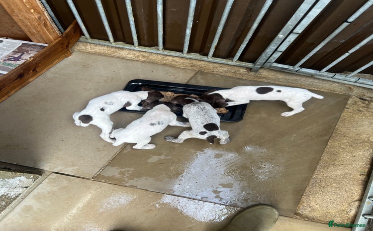 German Shorthaired Pointer dogs - Advert 1
