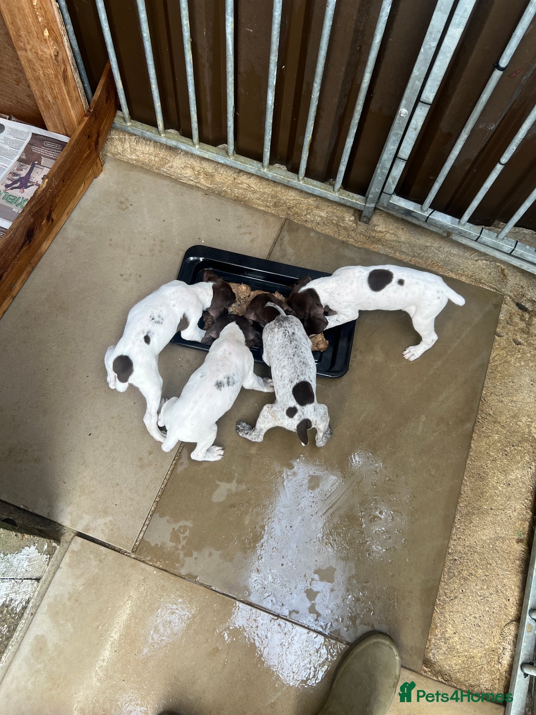 German Shorthaired Pointer dogs for sale: Working GSP puppy’s  - Image 1