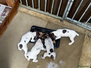 German Shorthaired Pointer dogs - Advert 4
