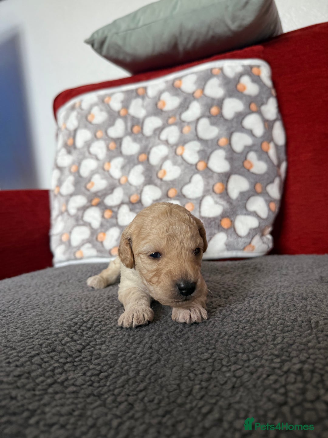 Cockapoo dogs for sale: Cockapoo Puppies🤍 - Image 4
