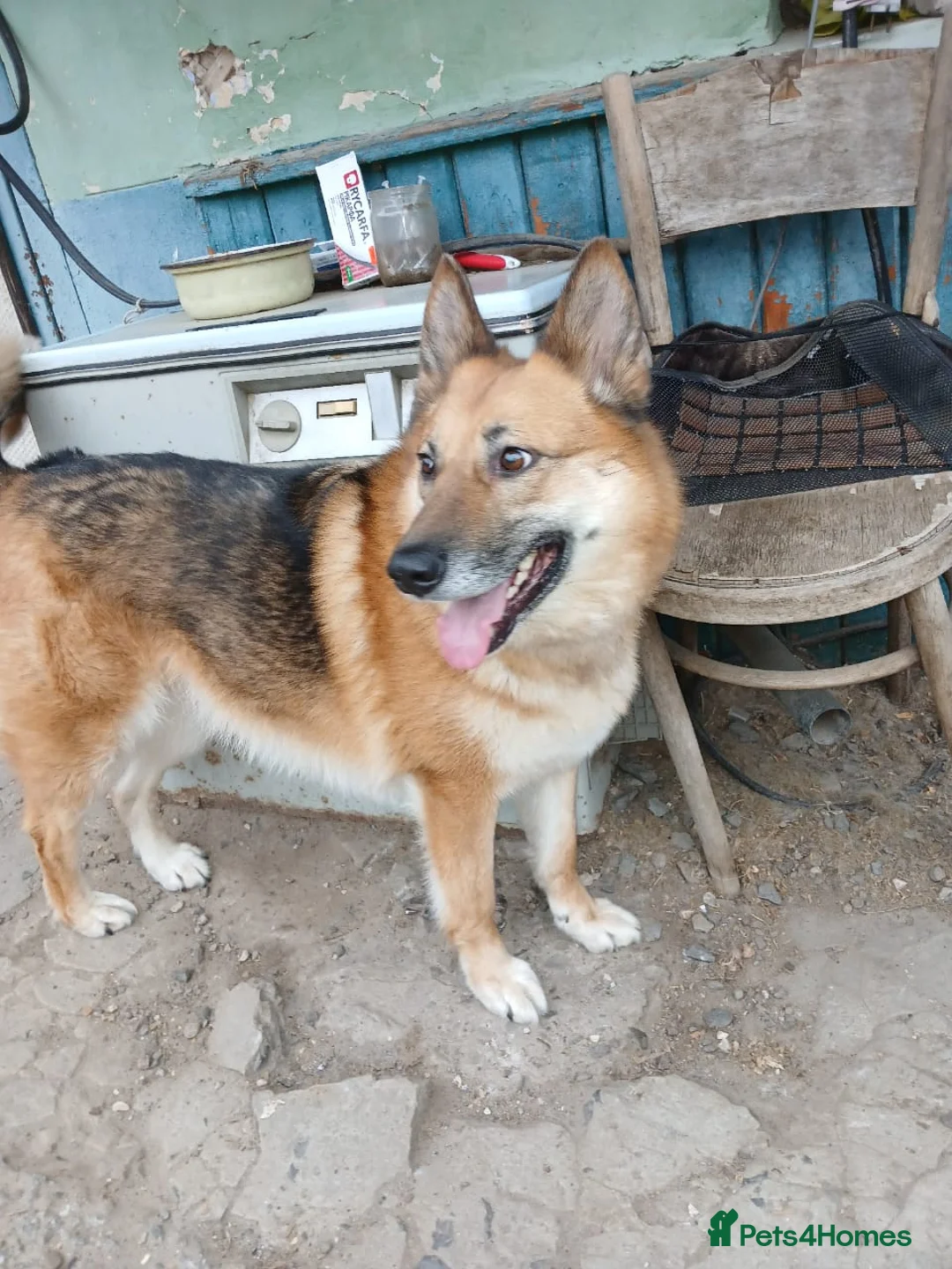 Mixed Breed dogs for adoption: ❤️LEIA❤️-loyal 5 yo GSD ready for true home - Advert 5