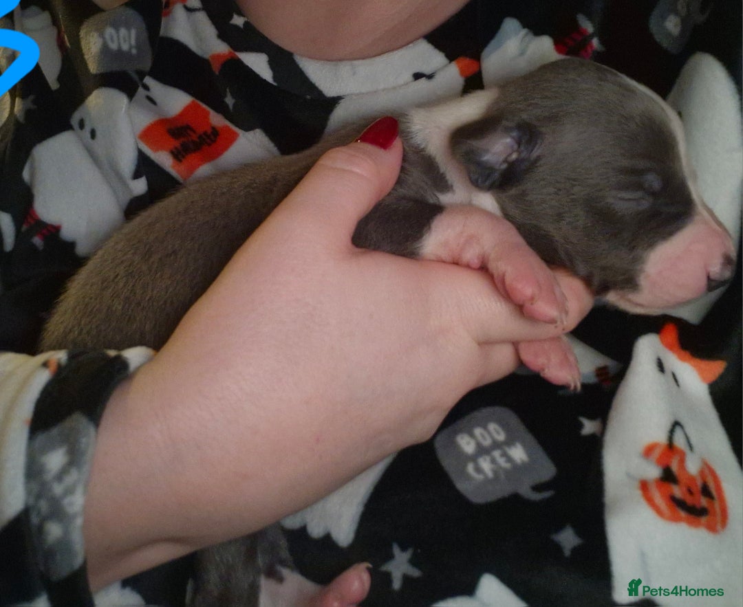 Mixed Breed dogs for sale: Whippet x Italian greyhounds for sale  - Image 13