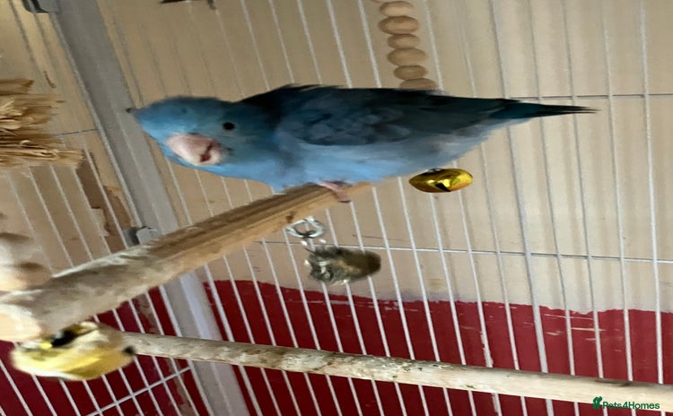 Parakeets birds - Advert 1