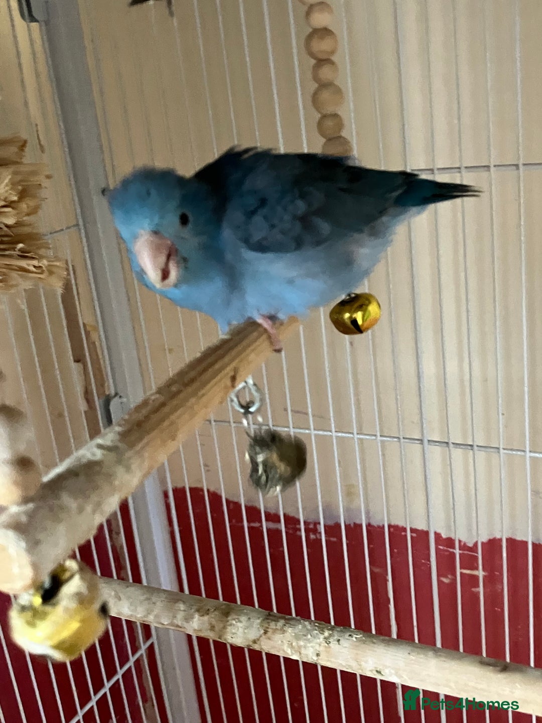 Parakeets birds for sale: Parrotlet - Image 1