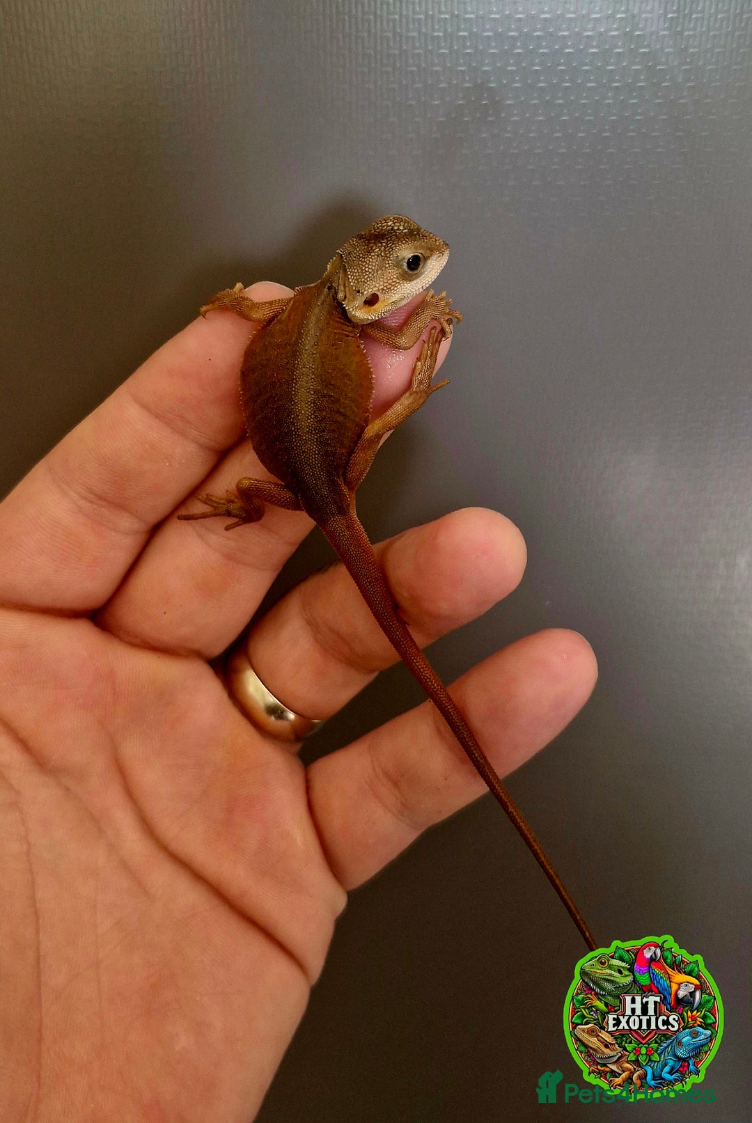 Bearded Dragon reptiles for sale: Pogona vitticeps + vitticeps/Barbata hybrids - Image 35