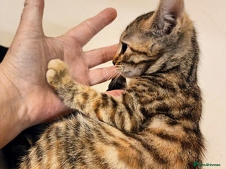 Mixed Breed cats - Advert 5