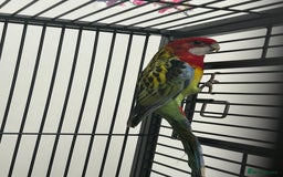 Parakeets birds for sale: Stunning Various Rosella Parrots  - Image 1