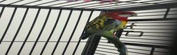Parakeets birds for sale: Stunning Various Rosella Parrots  - Advert 1