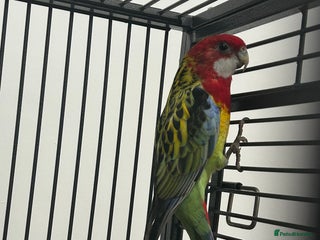 Parakeets birds - Advert 10