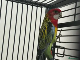 Parakeets birds Stunning Various Rosella Parrots - Advert 1
