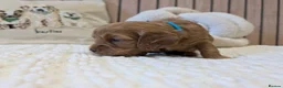 Cavapoo dogs for sale: BEAUTIFUL F1B CAVAPOO PUPPIES  - Advert 36