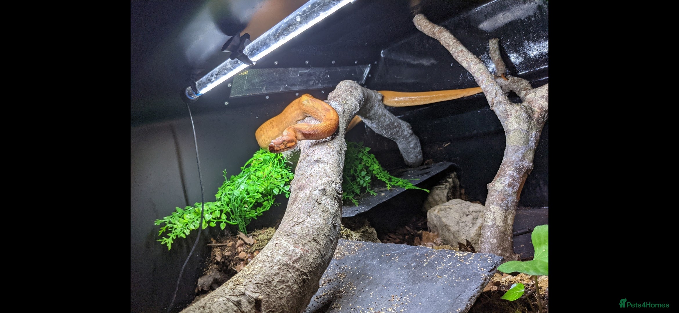 Boa Snake reptiles Bloody sunset Boa female and full set up and viv - Advert 14