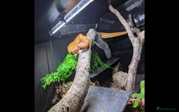 Boa Snake reptiles for sale: Bloody sunset Boa female and full set up and viv - Advert 1