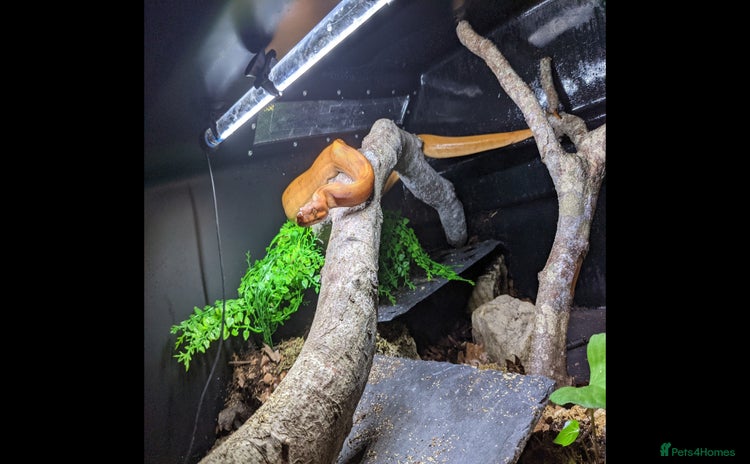 Boa Snake reptiles Bloody sunset Boa female and full set up and viv - Advert 1