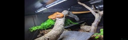 Boa Snake reptiles for sale: Bloody sunset Boa female and full set up and viv - Advert 1