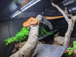 Boa Snake reptiles Bloody sunset Boa female and full set up and viv - Advert 23