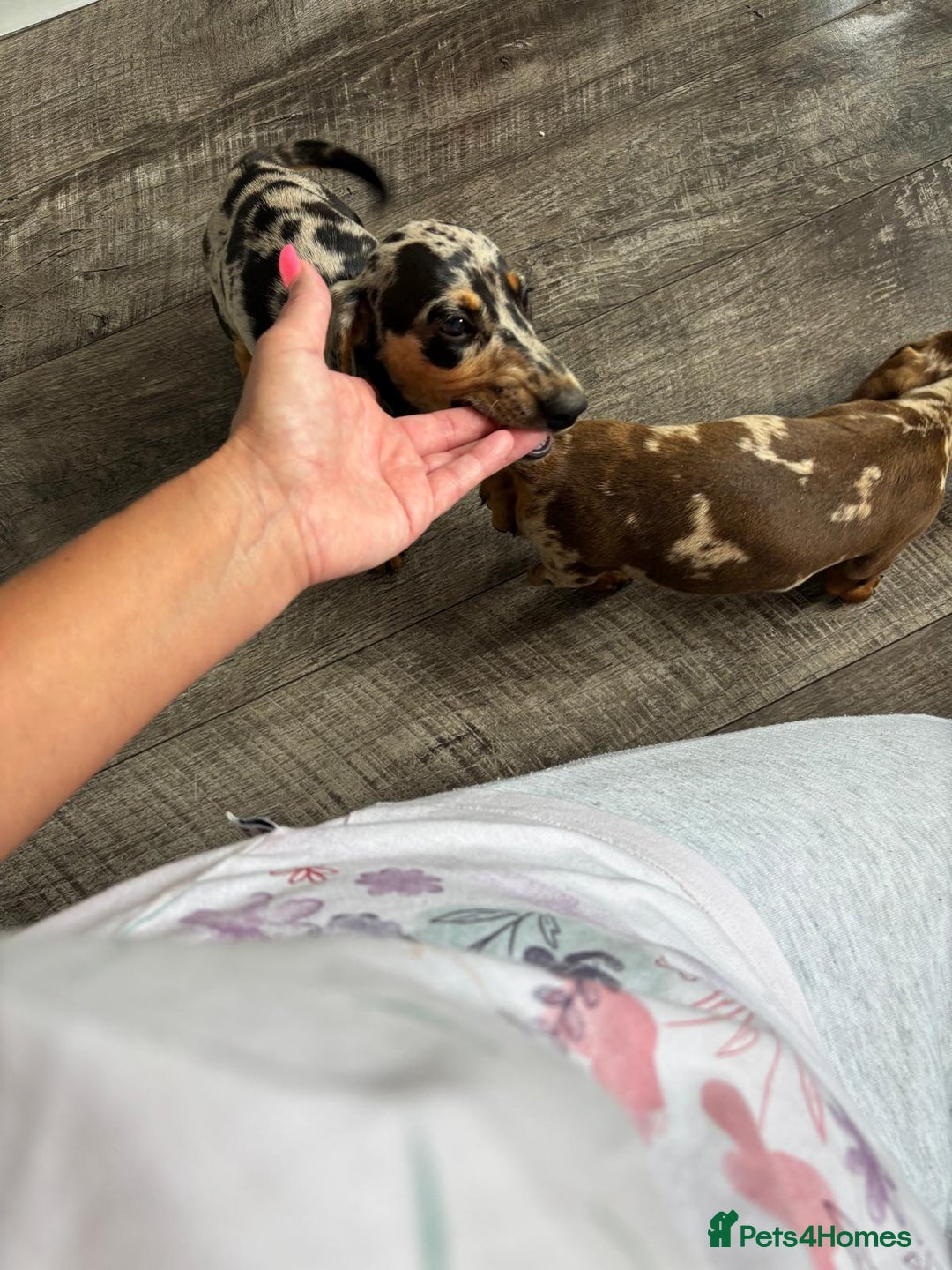 Dachshund dogs for sale: Miniture dachshund puppies  - Image 4