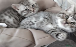 British Shorthair cats for sale: Stunning British Shorthair Kittens For Sale - Image 5
