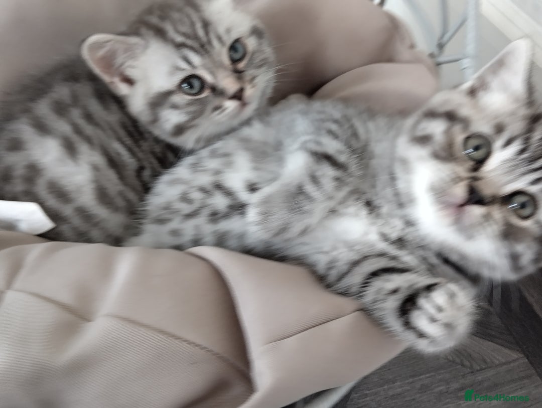 British Shorthair cats for sale: Stunning British Shorthair Kittens For Sale - Image 5