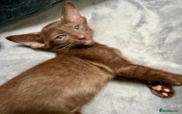Oriental cats for sale: Oriental and Siamese kittens GCCF reg - Image 4