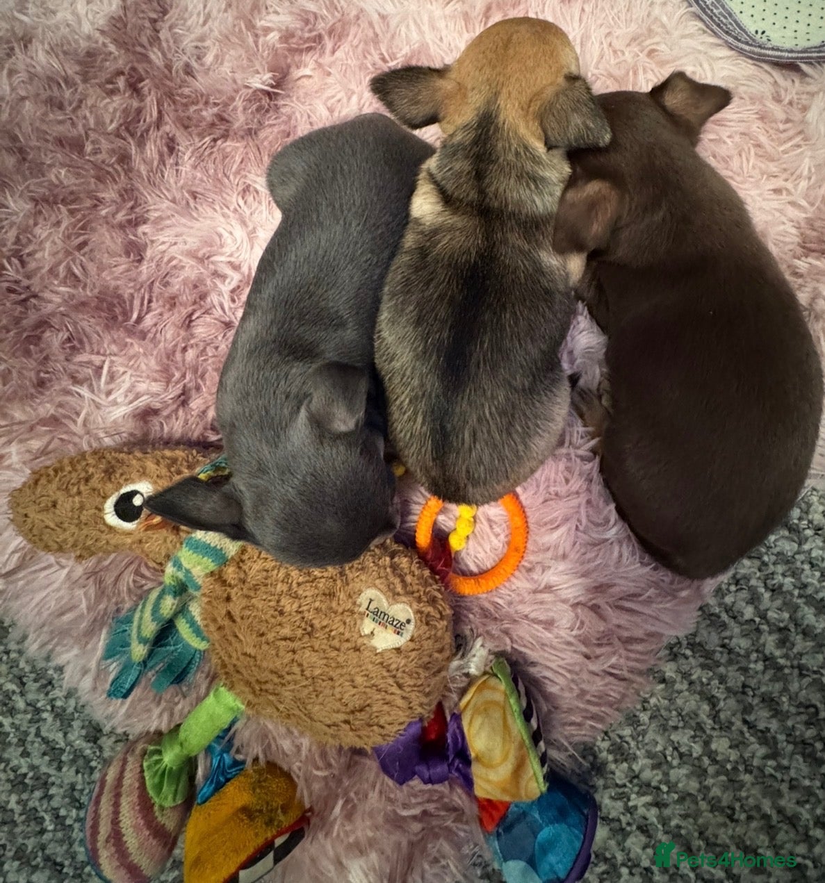 Chihuahua dogs Chocolate, Blue and Sable Small Chihuahua puppies  - Advert 1