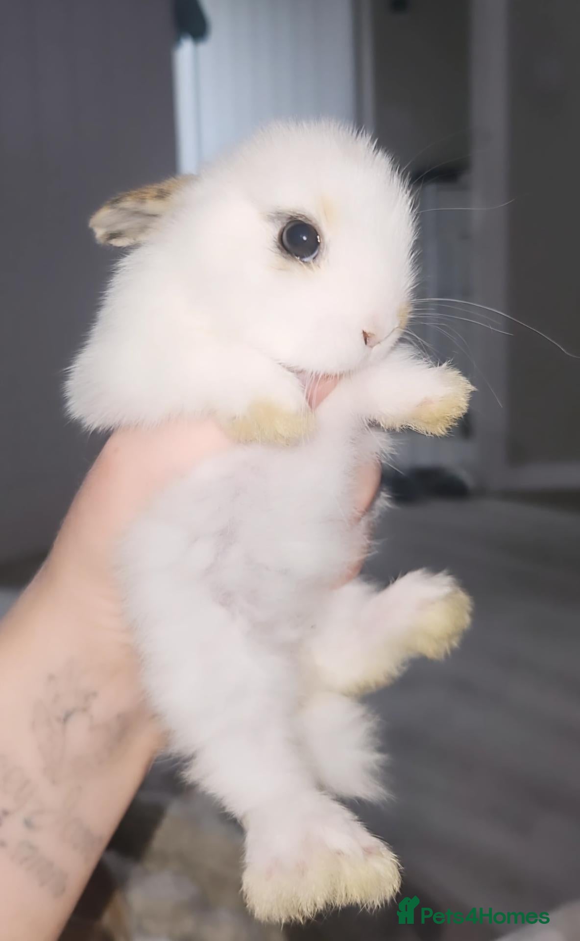 Mini Lop rabbits baby rabbits (ready now) - Advert 2