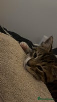 British Shorthair cats - Advert 5