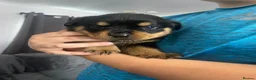 Rottweiler dogs for sale: Pure breed rottweilers  - Advert 9