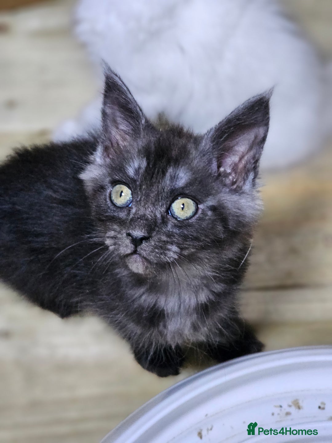 Maine Coon cats for sale: Maine Coon  - Image 16