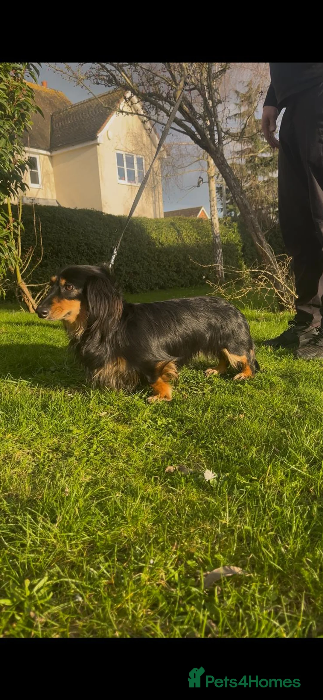 Miniature Dachshund dogs for stud: Black & Cream Miniature Dachshund Stud  in Harlow - Advert 4
