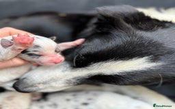 Border Collie dogs for sale: Pure Bred Border Collie Puppies 4 Sale -KC Pending - Image 12