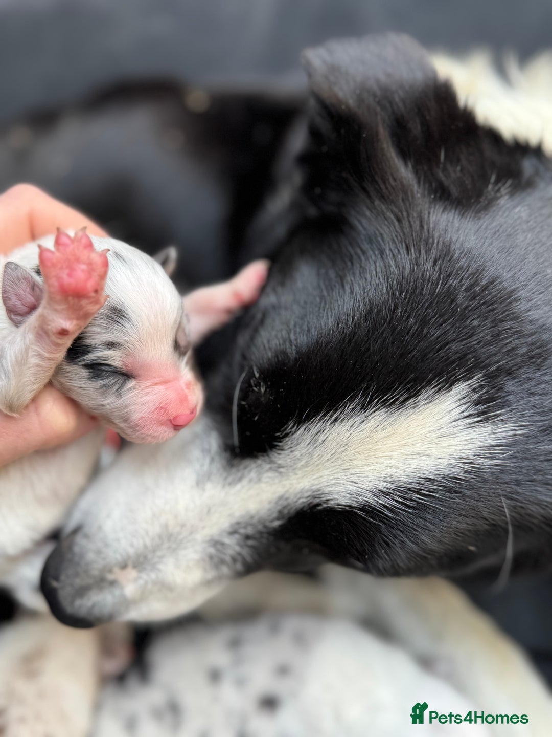 Border Collie dogs for sale: Pure Bred Border Collie Puppies 4 Sale -KC Pending - Image 12