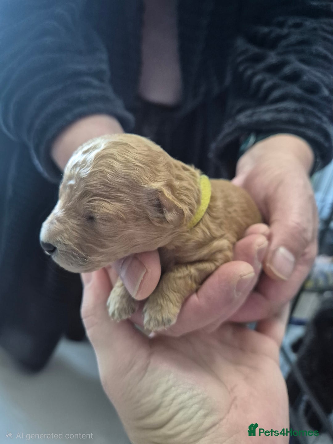 Toy Poodle dogs for sale: Toy Poodle  - Image 7