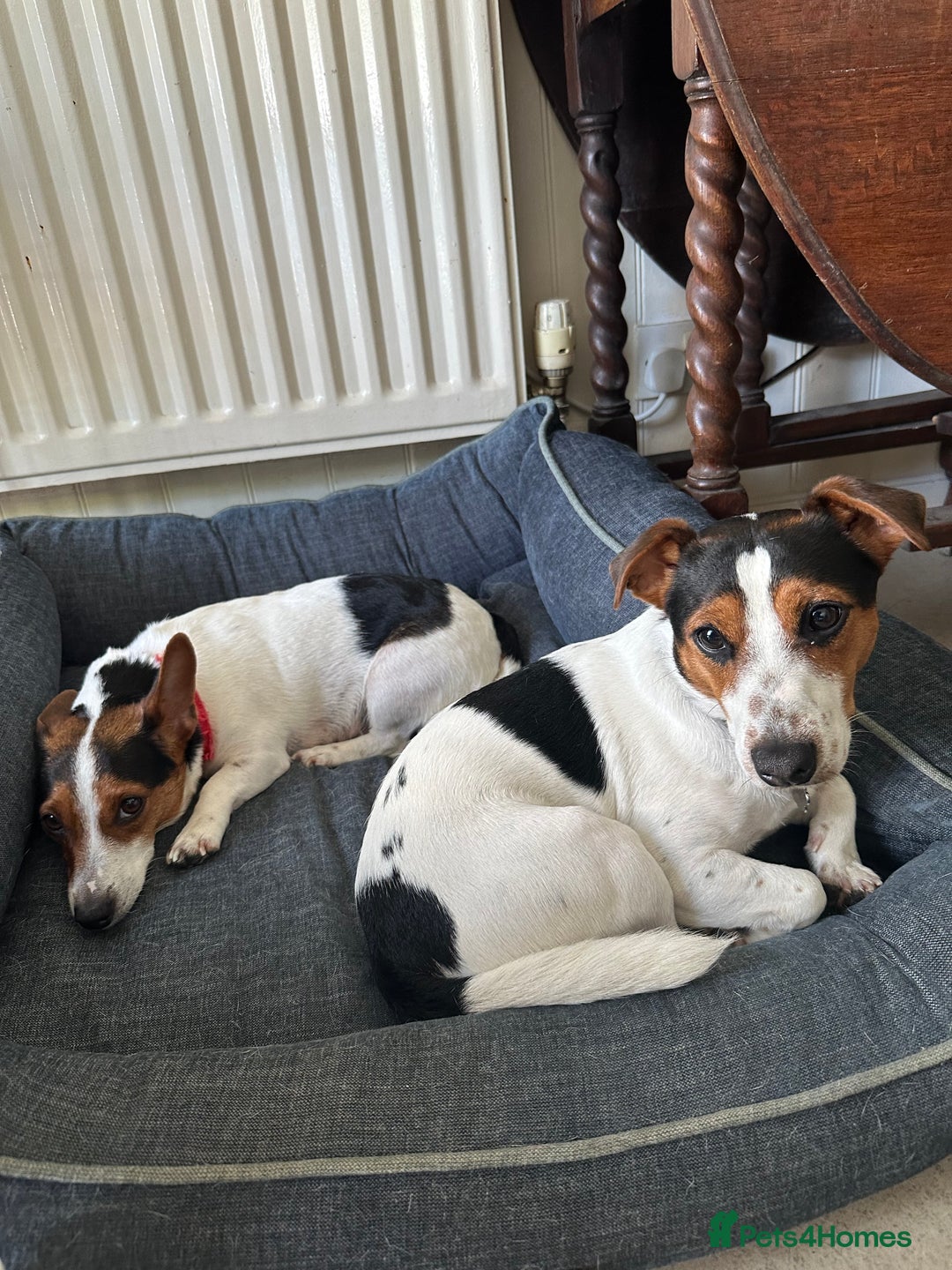 Jack Russell dogs for sale: Jack Russel Chipped, Vaccined, health checked. - Advert 2