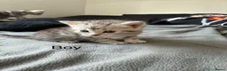 American Shorthair cats for sale:  Little treasures with big hearts  - Advert 5