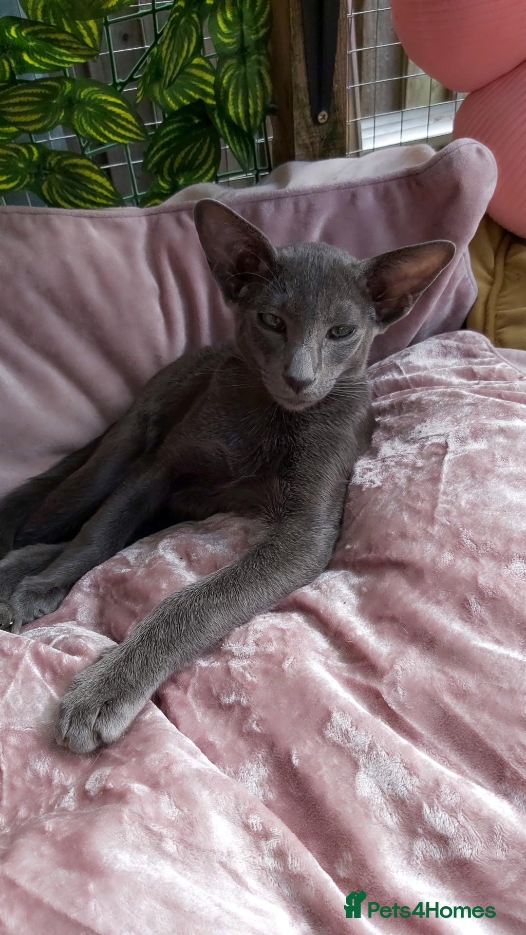 Oriental cats for sale: Full Pedigree Oriental 1 Kitten XL size ears GCCF in Biggleswade - Image 10
